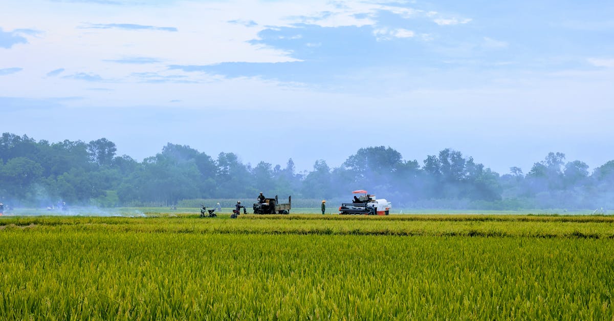 picturesque view of lush green fields with farmers harvesting rice under a clear sky