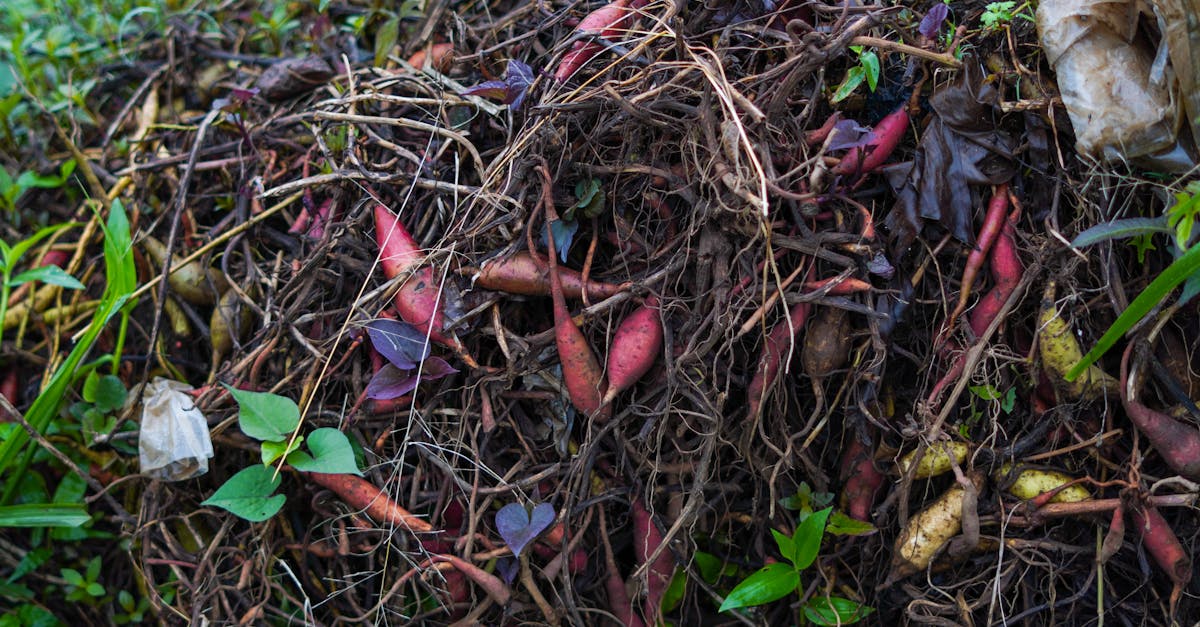 pile of organic compost with various plant roots and leaves showcasing vibrant natural colors