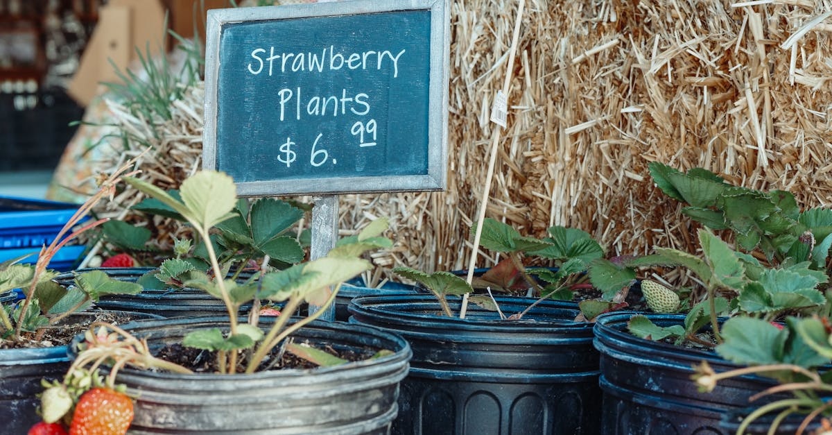 potted strawberry plants for sale with a price sign set against a rustic farm backdrop 1
