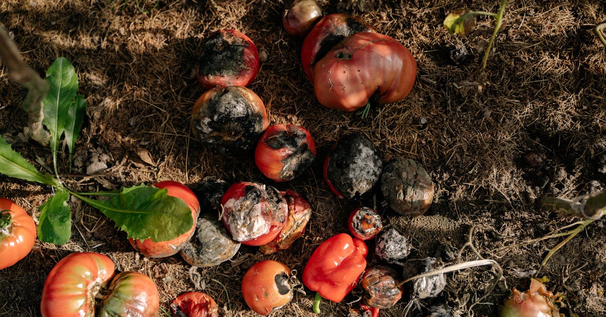 rotten tomatoes and vegetables in a garden illustrating decay 6