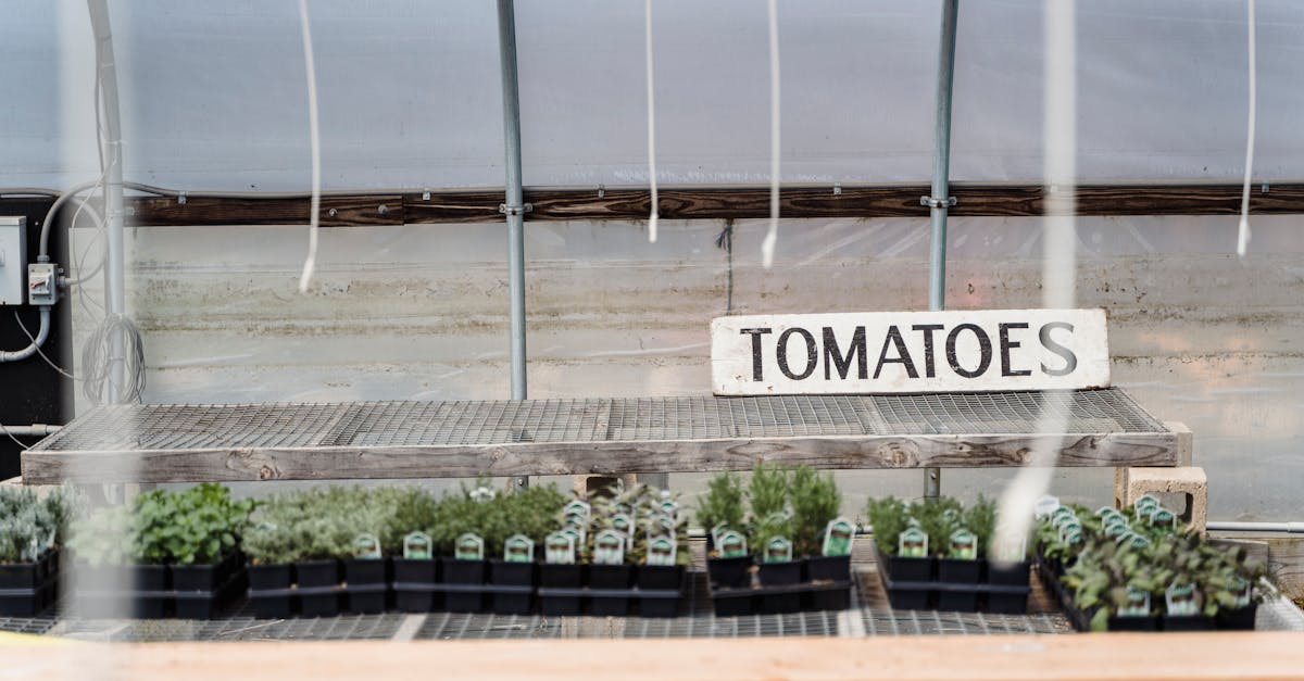 row of black containers with small potted green tomatoes placed in greenhouse in daylight 6