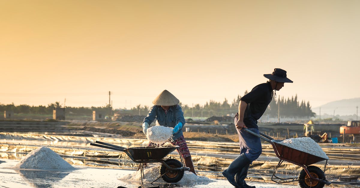 salt farmers harvesting salt at sunrise in rural landscape with tools and wheelbarrows