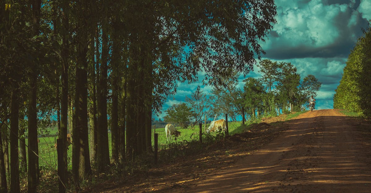 scenic rural landscape featuring a dirt road cows grazing and lush green trees under a dramatic sk