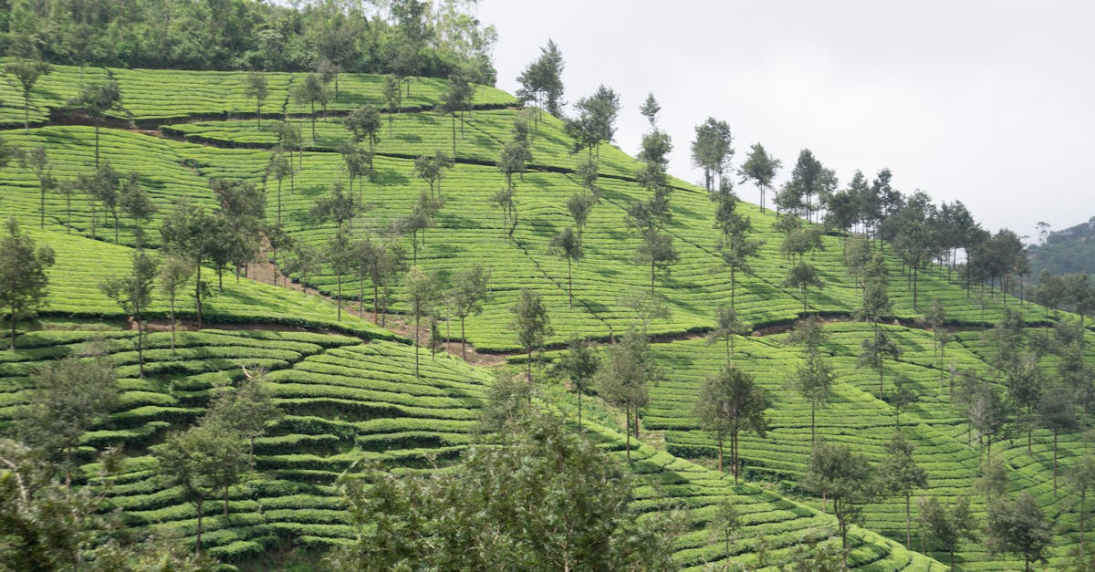 scenic view of a hillside tea plantation with vibrant green tea bushes and trees