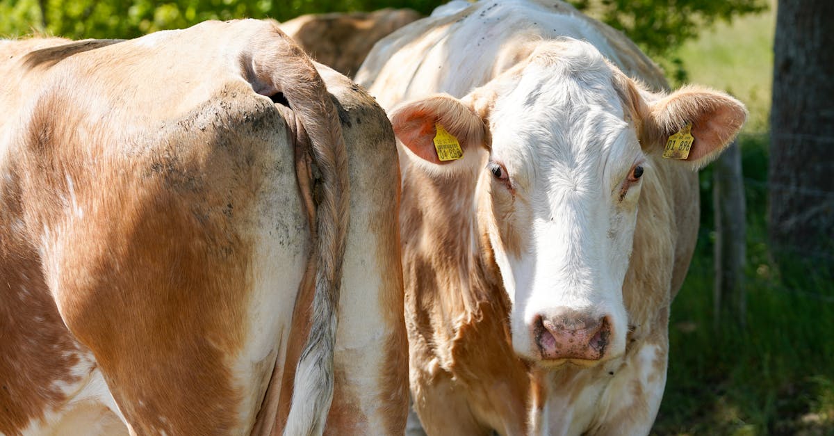 serene scene of brown cows grazing under trees in geesthacht germany during a sunny day