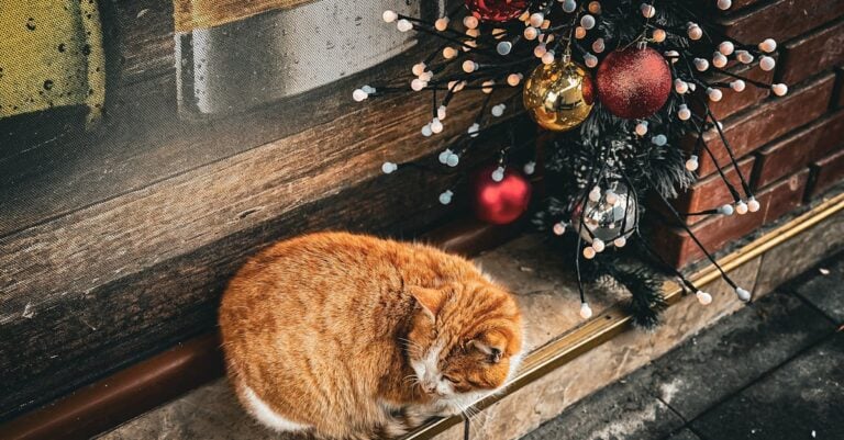 7 Seasonal Ventilation Strategies for Small Animal Shelters That Prevent Disease