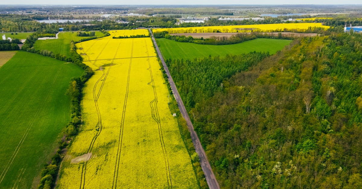 stunning aerial photo of rapeseed fields in konin poland showcasing vibrant yellow hues 1
