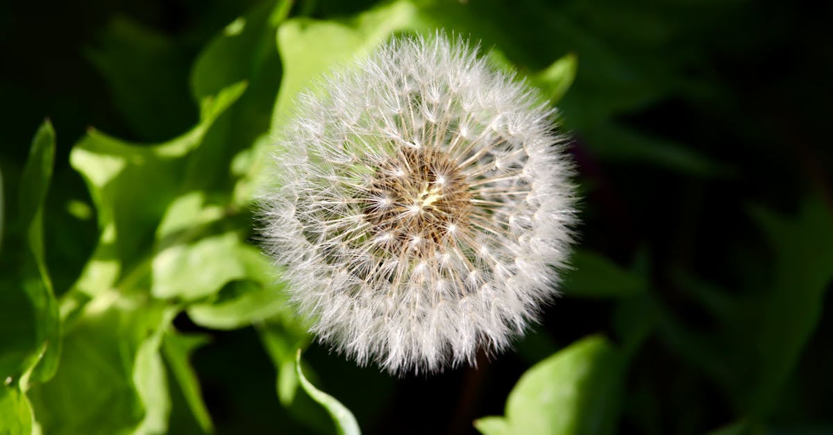 stunning close up of a dandelion s white seed head against lush green leaves 1
