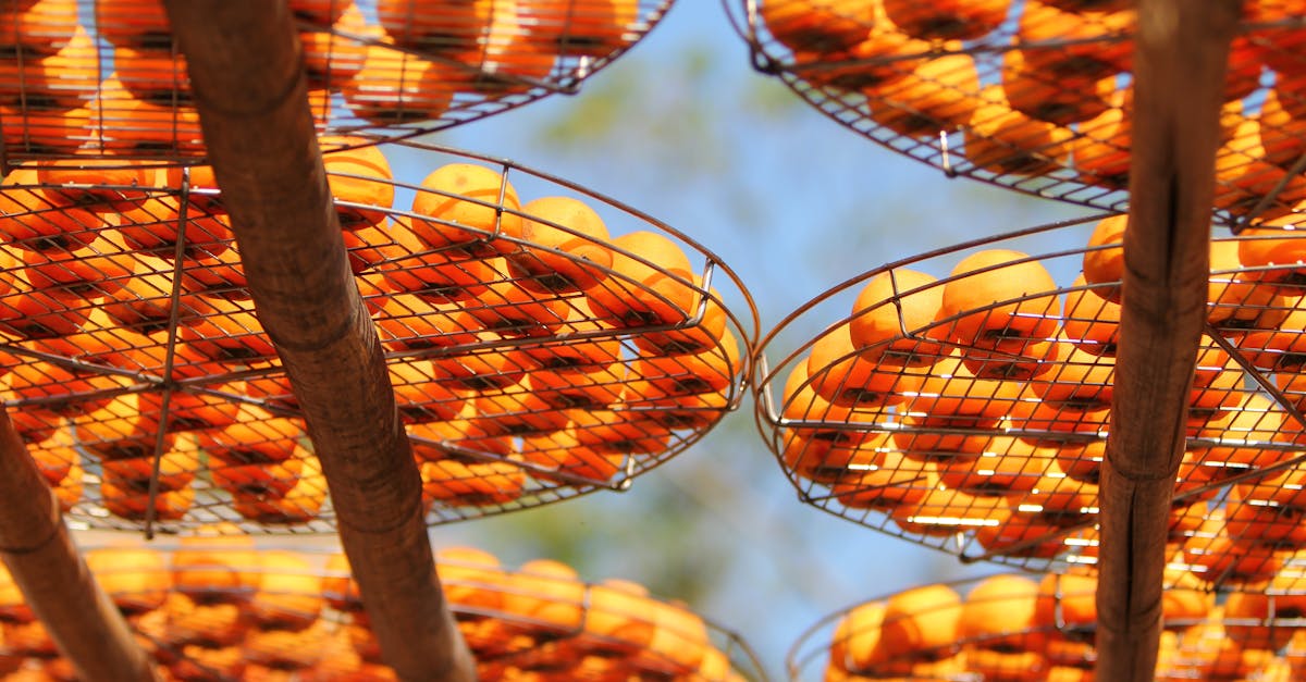 sun drying persimmons on mesh trays capturing the essence of autumn harvest
