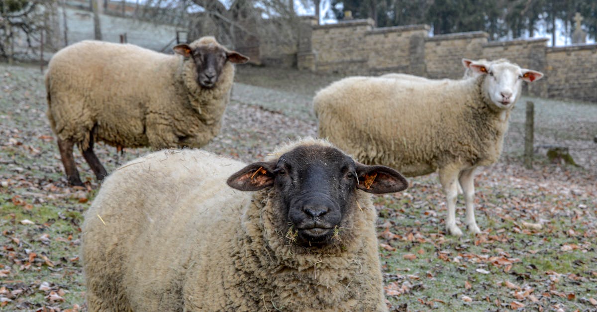 three sheep grazing on a frosty countryside field during winter