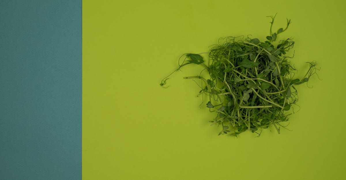 top view of garden cress sprouts with small foliage on curved stems on smooth green surface