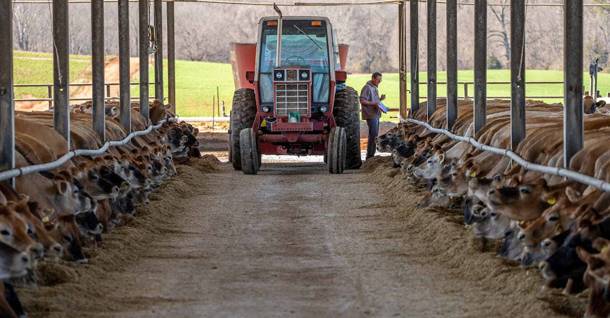 tractor and farmer feeding dairy cows in a barn on a farm in north carolina