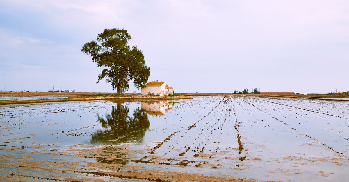 tranquil countryside scene featuring a tree house and their reflection in water filled fields 1