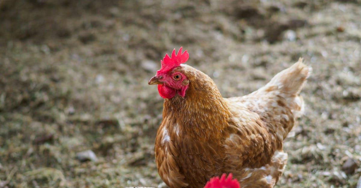 two chickens standing near a water bowl on a rural farm showcasing natural poultry behavior 1