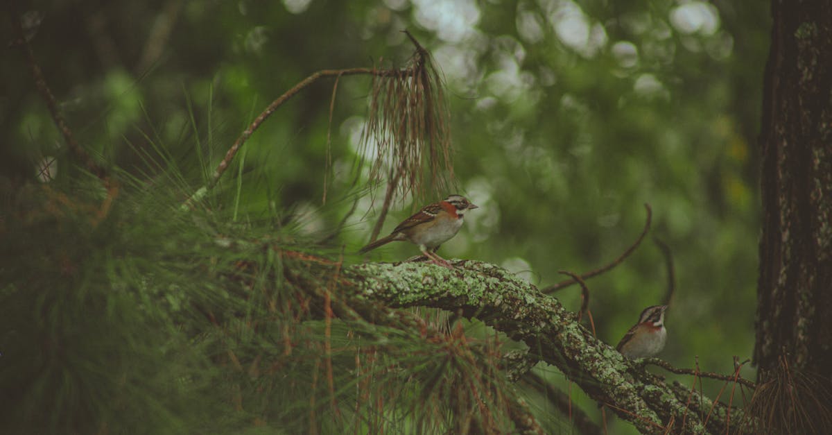 two chipping sparrows resting on a lichen covered tree branch in a forest setting 2