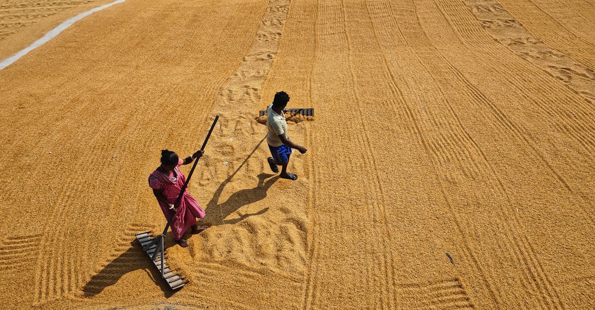 two farmers working in a rice field in habra west bengal india