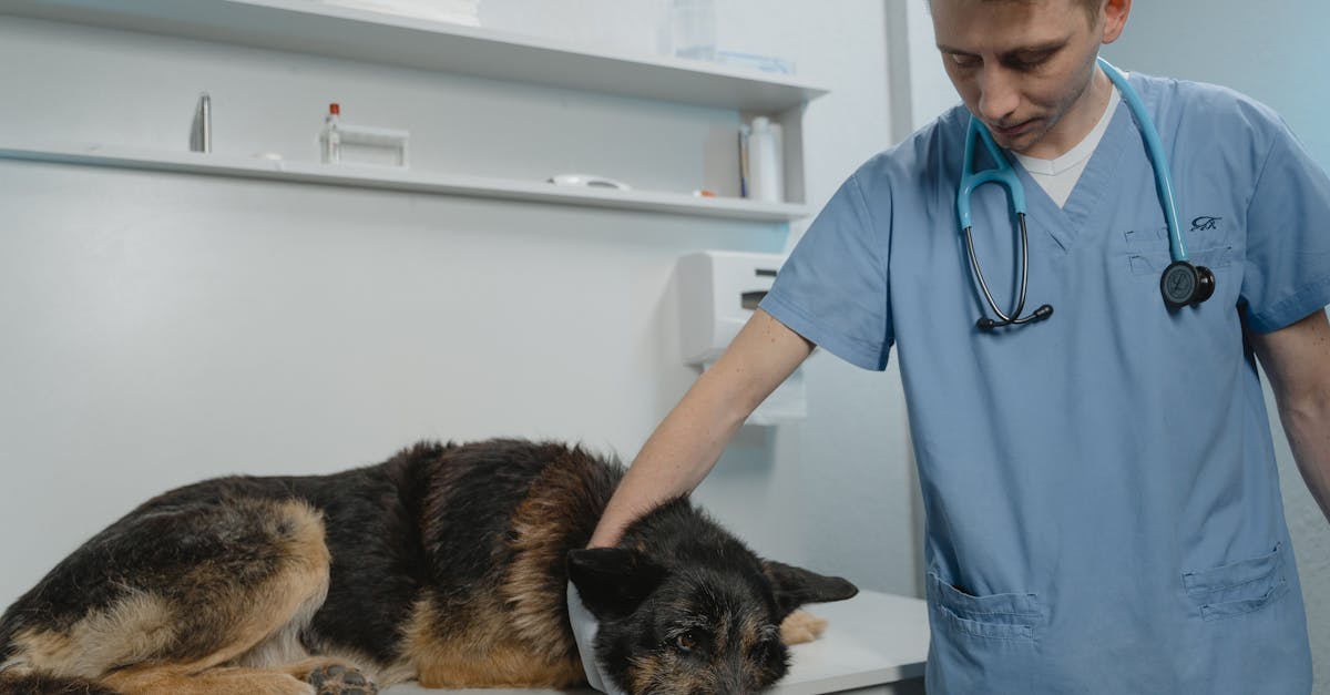 veterinarian examining a german shepherd dog on a clinic table showcasing care and professionalism