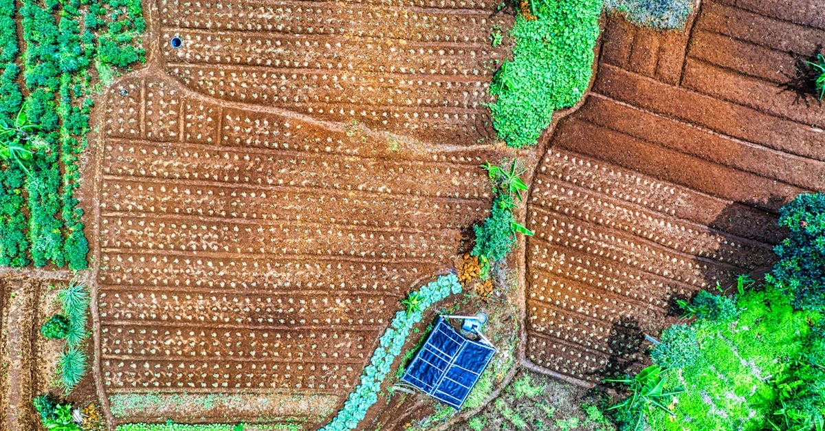 vibrant aerial view of cultivated fields and lush vegetation in west java indonesia