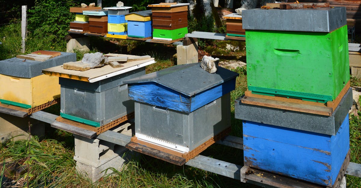 vibrant beehives located in a rural apiary foncine le haut france