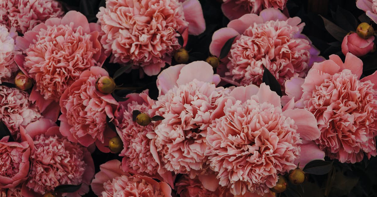 vibrant close up of lush pink carnations in full bloom showcasing their delicate petals