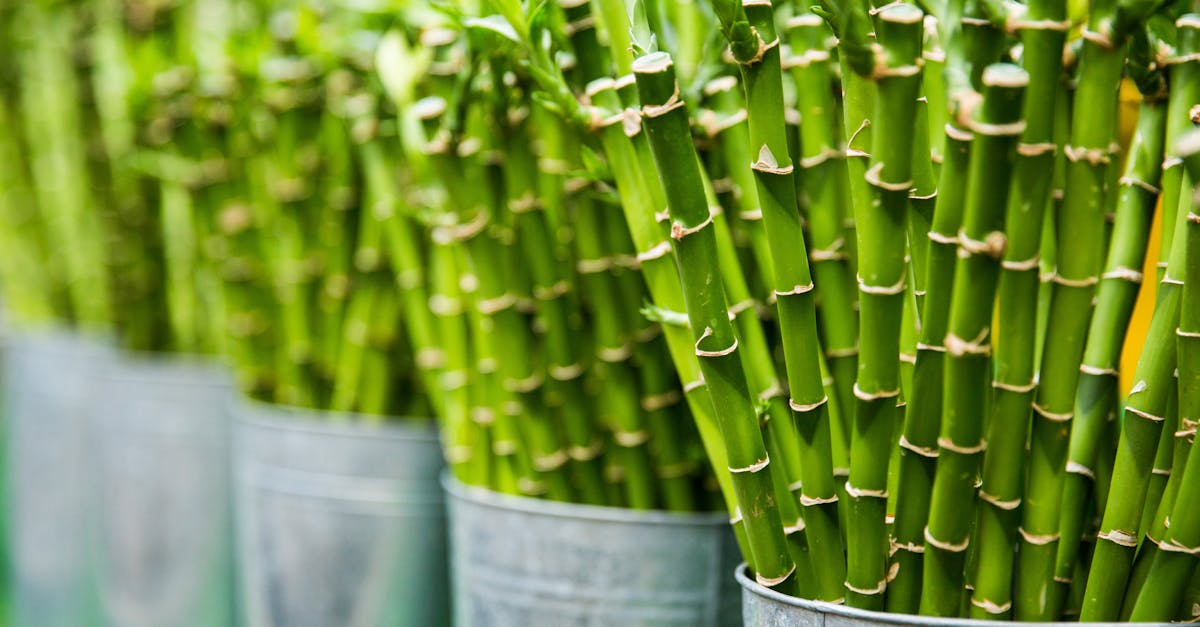vibrant green bamboo stalks arranged in metal buckets an ideal example of natural freshness and gro