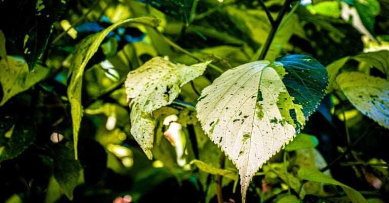 7 Types of Coverage For Small-Scale Agriculture That Protect Your Farm