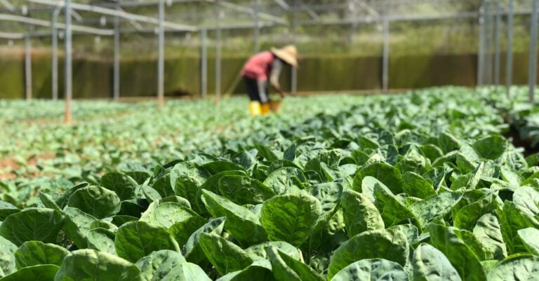 7 Seasonal Organic Fertilization Techniques Your Garden Craves Year-Round
