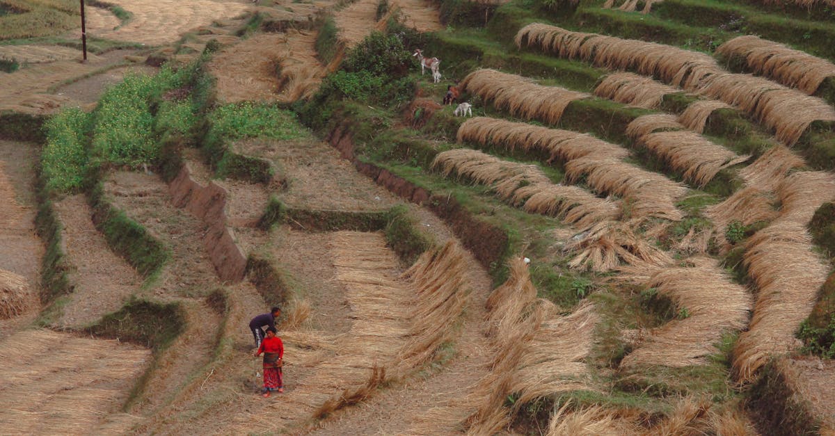 vibrant rice terraces with farmers working in a rustic rural setting