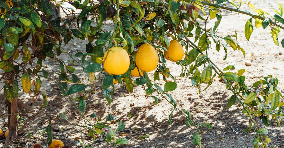 vibrant ripe lemons hanging on a tree branch in a sunlit orchard during summer