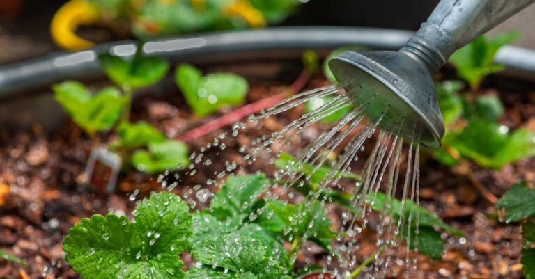 7 Benefits of Mulching for Effective Irrigation That Slash Water Bills