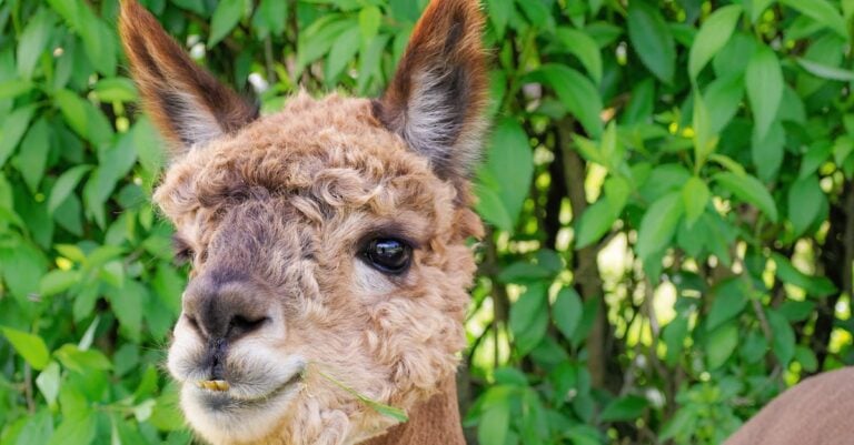 6 Ways Understanding Wildlife Feeding Habits Improves Farming Naturally