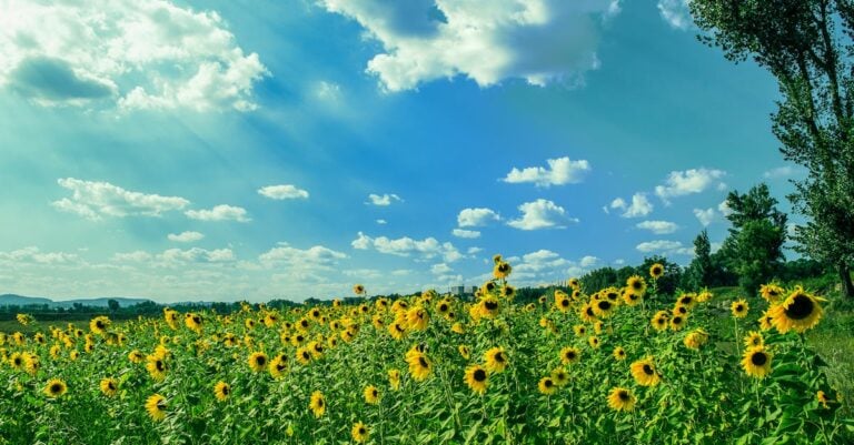 7 Ways to Understand Pollination Needs That Boost Harvest Success
