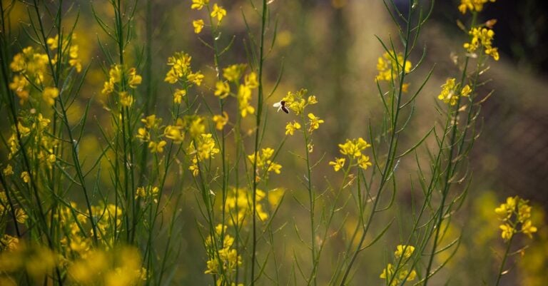 7 Plants to Deter Invasive Species Seasonally Without Chemicals