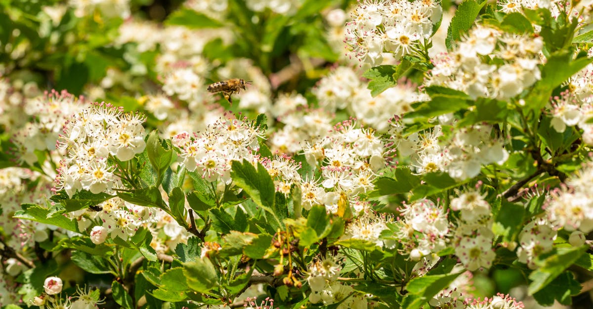 a bee flying amidst blooming white flowers in a lush green spring setting showcasing the beauty of