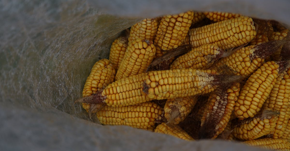 a close up shot of freshly harvested yellow corn stacked in a sack showcasing agricultural abundanc