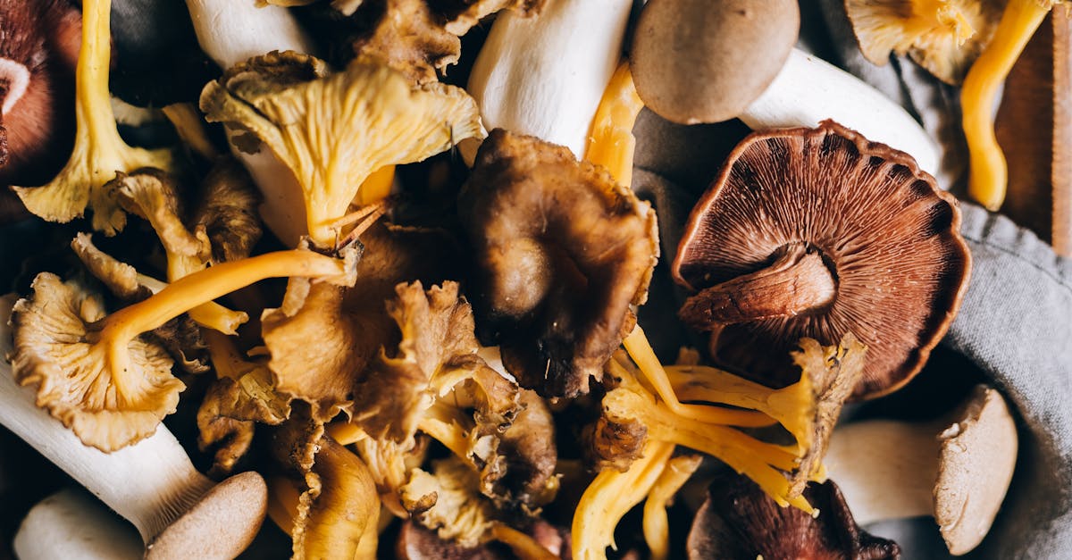a close up view of various dried wild mushrooms on a fabric surface showcasing their unique
