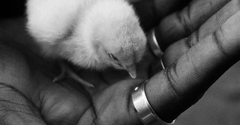 7 Federal Grants for Small Farms That Support Self-Sufficiency