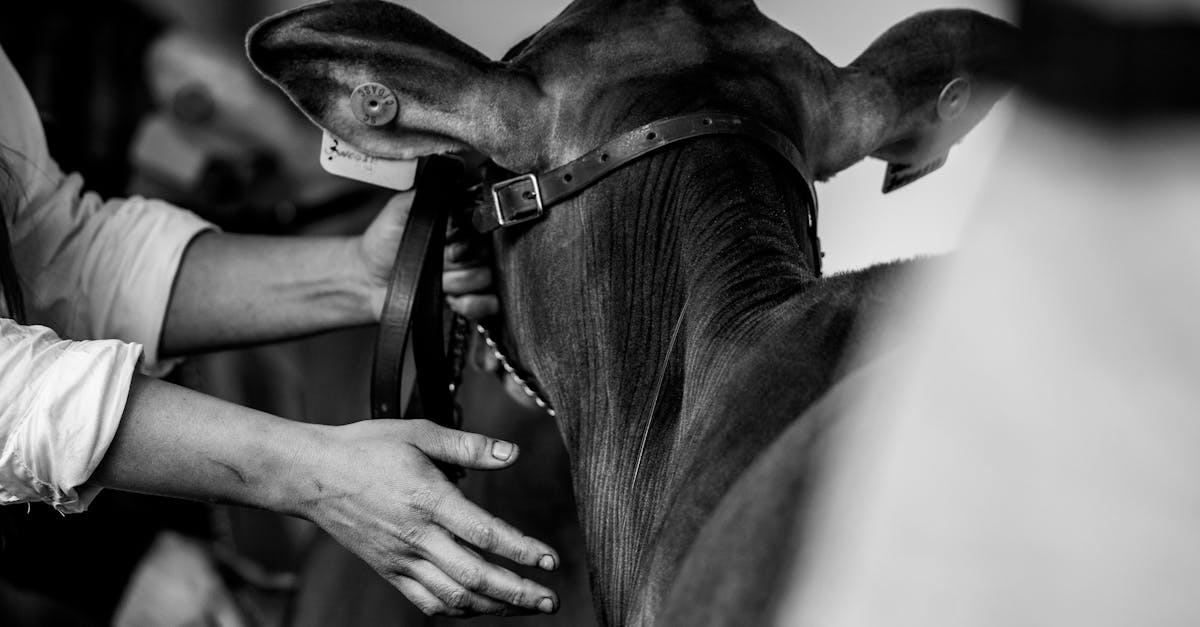 a detailed black and white image showing a person carefully handling a cow emphasizing the connecti