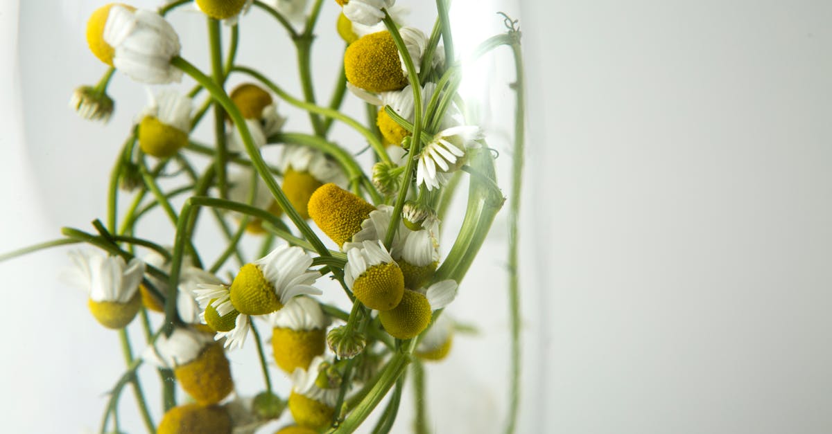 a detailed close up of chamomile flowers elegantly arranged in a glass vase highlighting natural be
