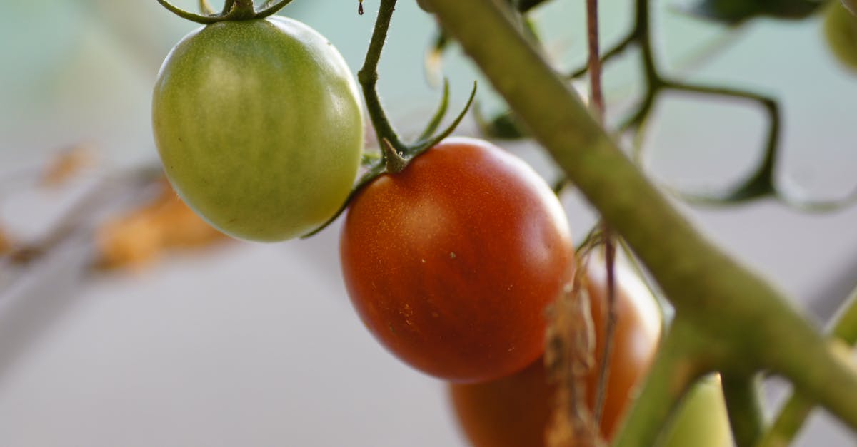 a detailed shot of tomatoes ripening on the vine showcasing natural freshness