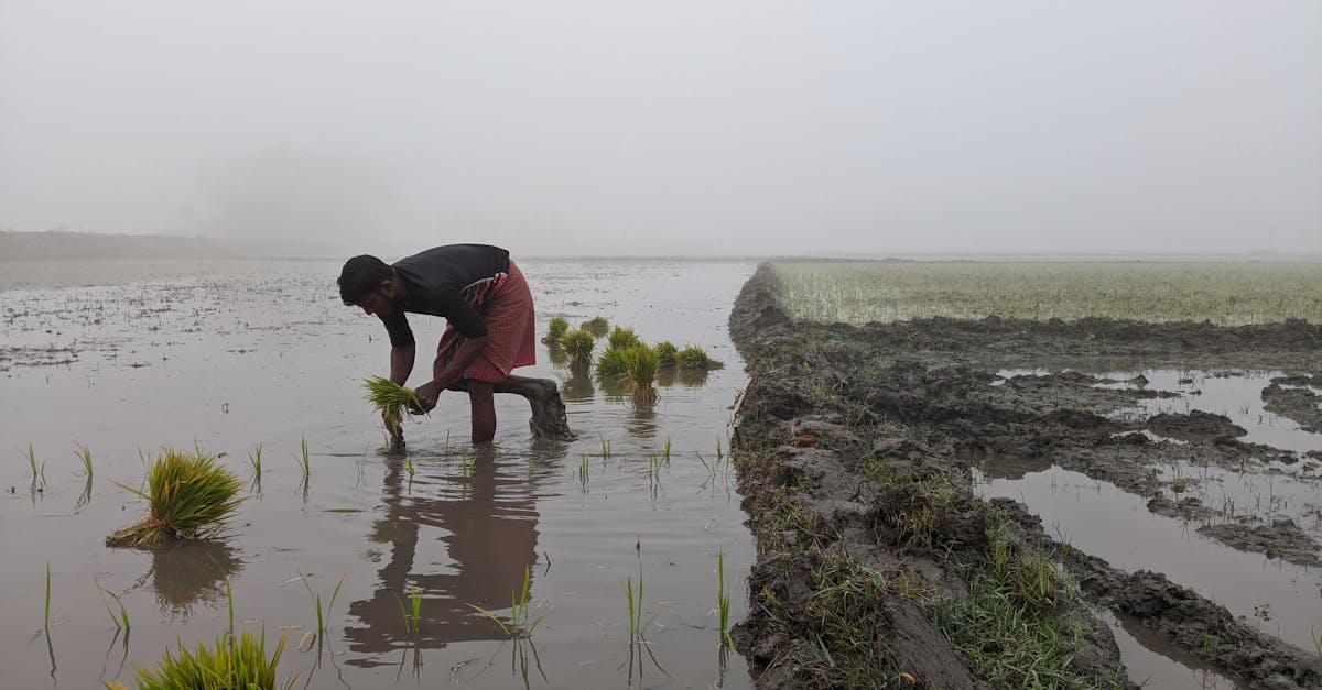 a farmer planting rice in a foggy field in chandpur bangladesh