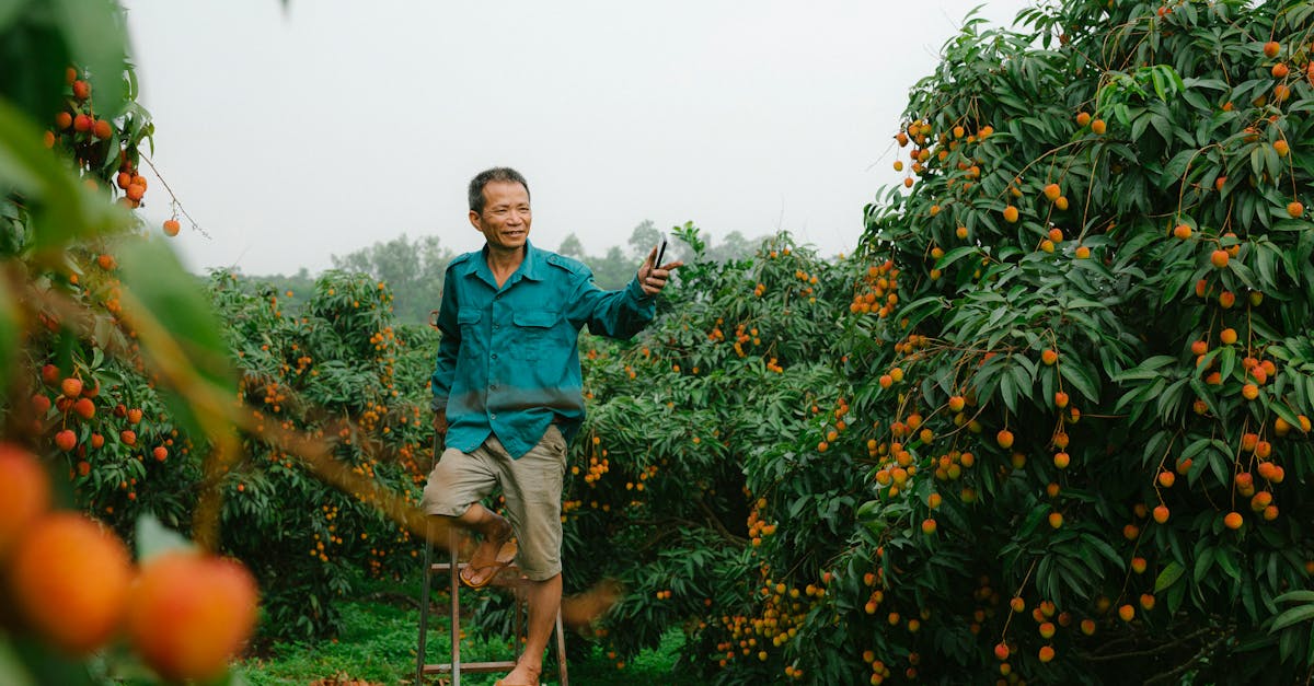 a farmer standing on a ladder in a lush lychee orchard inspecting the fruit with a smartphone 1