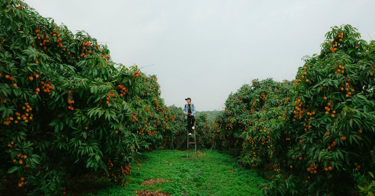 a farmer stands on a ladder harvesting ripe lychees in a lush orchard