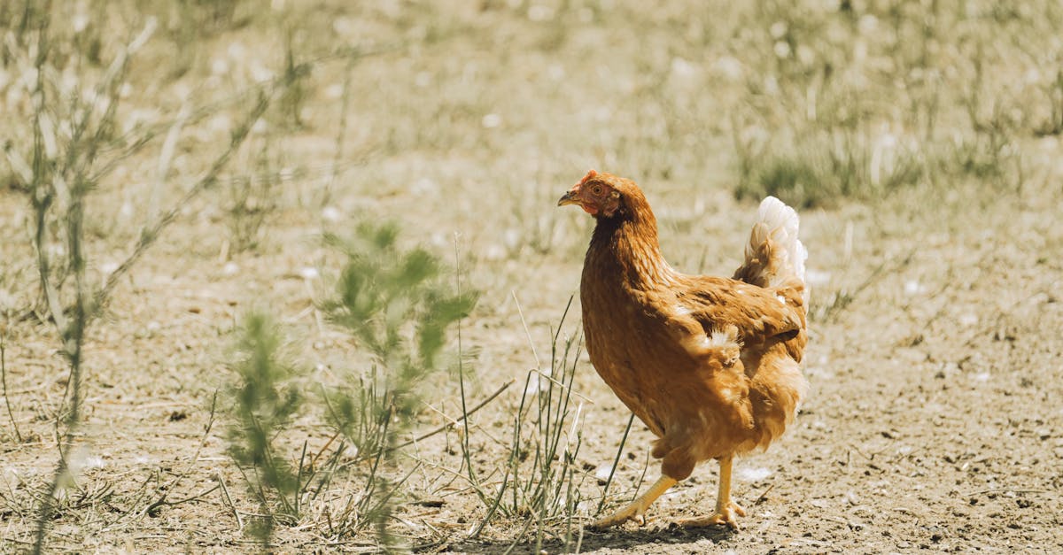 a free range chicken strolls on a sunny farm meadow showcasing natural poultry farming