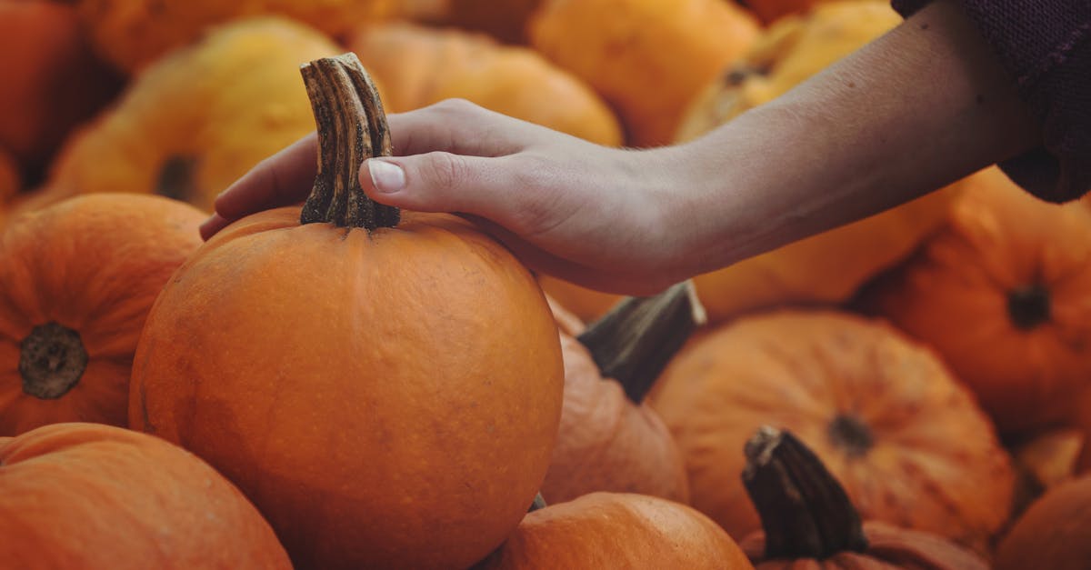 a hand selecting a fresh pumpkin from a harvest pile symbolizing fall season abundance