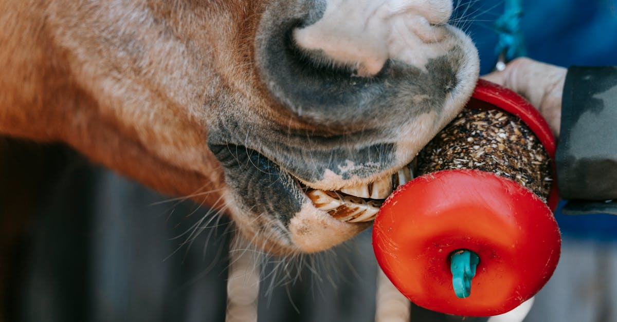 a horse enjoying a treat held by a person showcasing the bond between humans and animals