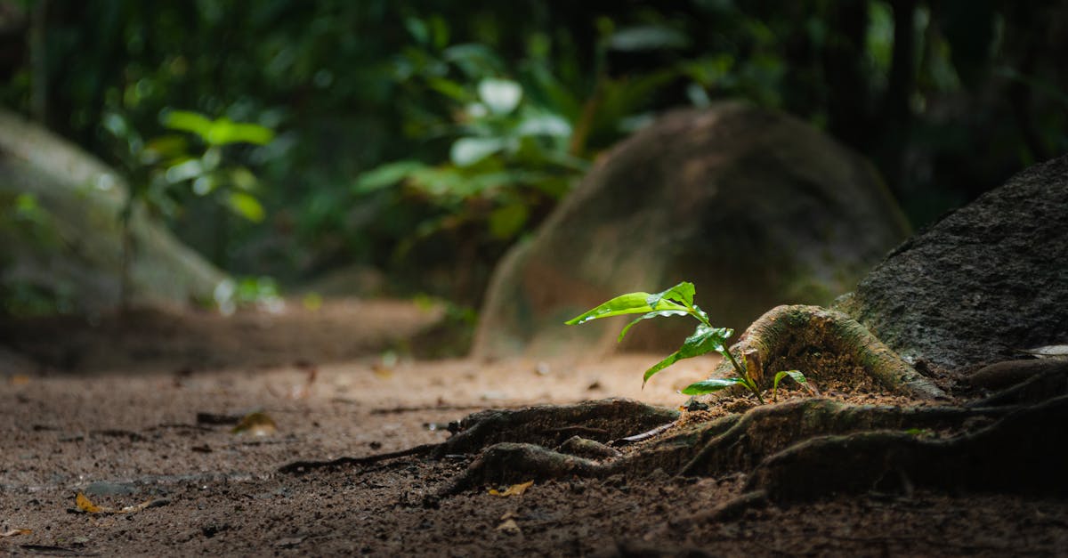a lush green sapling grows amidst roots on a tranquil forest floor embodying nature s resilience