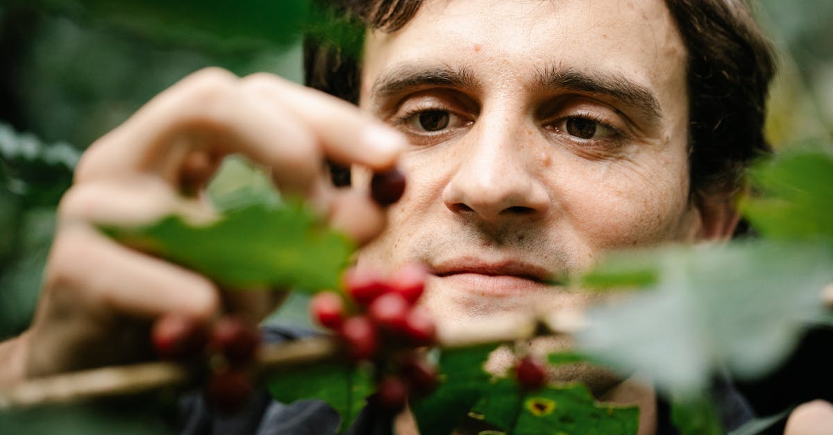 a man carefully picking ripe coffee cherries from a branch in a lush woodland setting