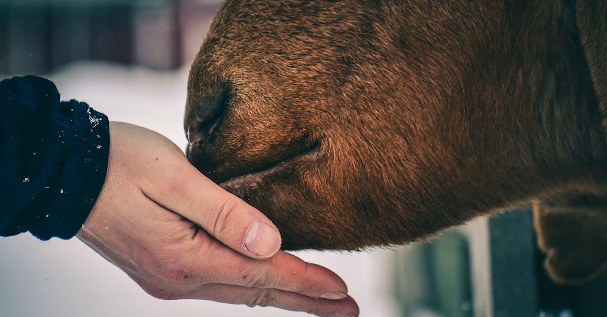 a peaceful moment showing a human hand caressing a cow s muzzle during winter