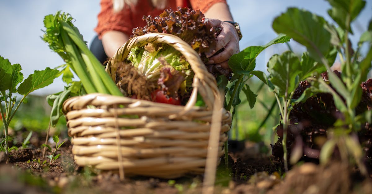a person harvesting fresh vegetables like lettuce and celery in a lush garden basket 1